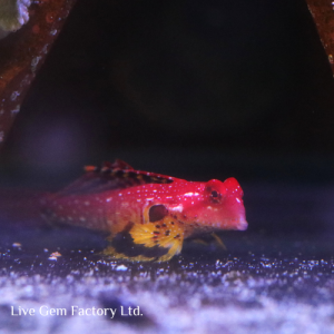 Dragonet - Red