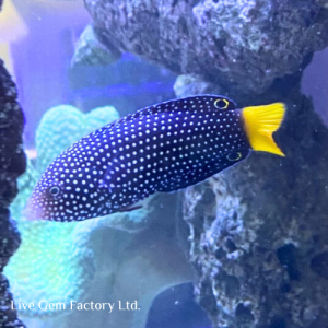 Wrasse - Yellowtail Tamarin