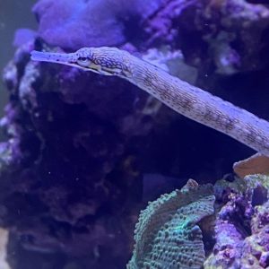 Pipefish - Dragonface (Pair)
