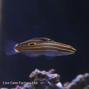 Goby - Hector