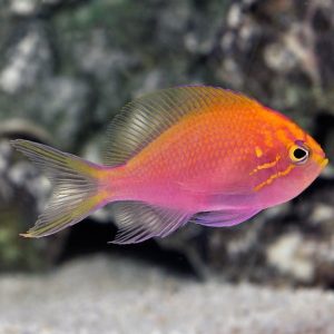 Anthias - Sunburst