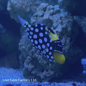 Triggerfish - Clown