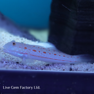 Goby - Diamond Sleeper