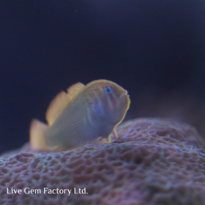Goby - Clown (Warpaint)