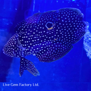 Grouper - Marine Betta