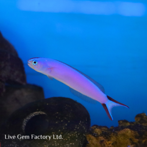 Tilefish - Purple