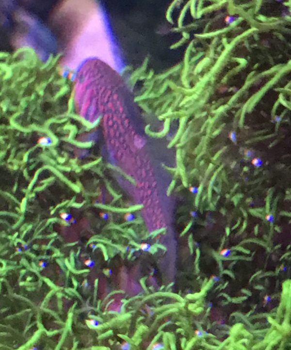 Goby - Clown (Warpaint) - Image 4