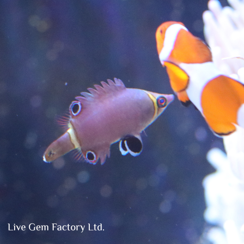 Wrasse - Yellow Banded Possom - Image 2