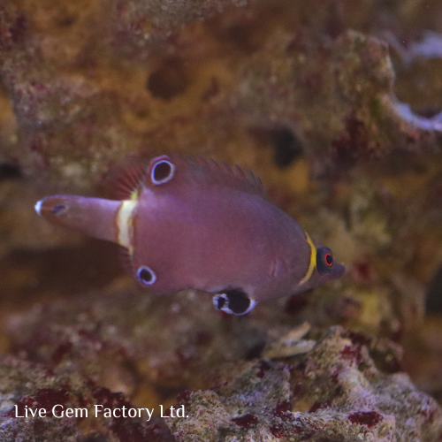 Wrasse - Yellow Banded Possom - Image 4