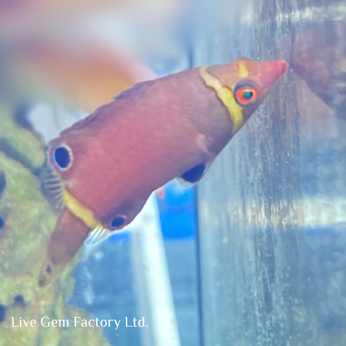 Wrasse - Yellow Banded Possom - Image 5
