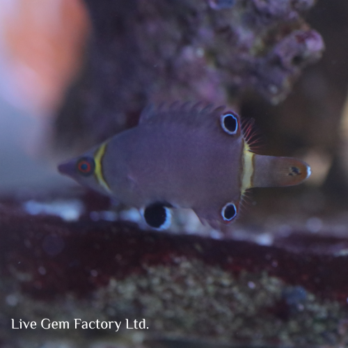 Wrasse - Yellow Banded Possom - Image 3