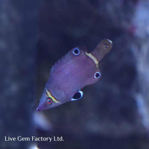 Wrasse - Yellow Banded Possom