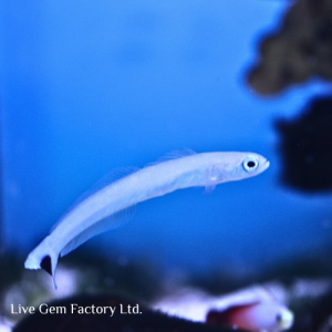 Dartfish - Blue Gudgeon