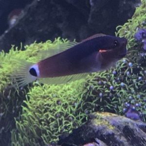 Blenny - Tailspot