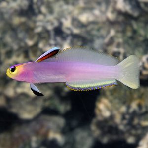 Goby - Firefish (Helfrichi )
