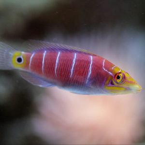 Wrasse - Mystery