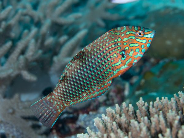 Wrasse - Ornate Leopard