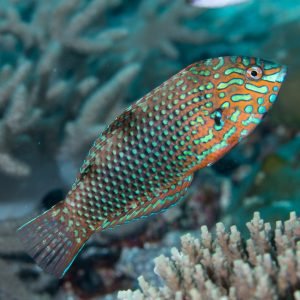 Wrasse - Ornate Leopard
