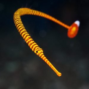 Pipefish - Yellow-Multi Banded