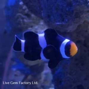 Clownfish - Ocellaris Black