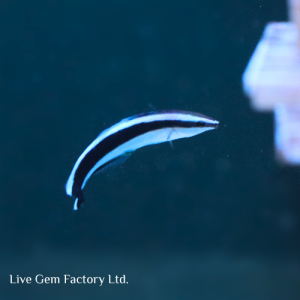 Wrasse - Cleaner