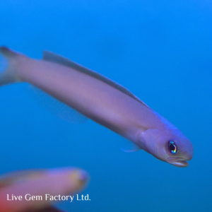 Tilefish - Dusky