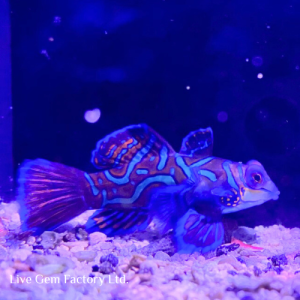 Dragonet - Mandarin