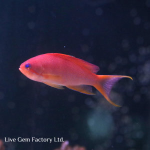 Anthias - Pink