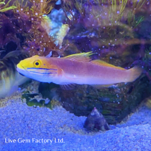 Goby - Bella