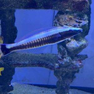 Wrasse - Candy Cane (Black)