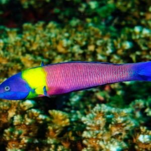 Wrasse - Cortez Rainbow