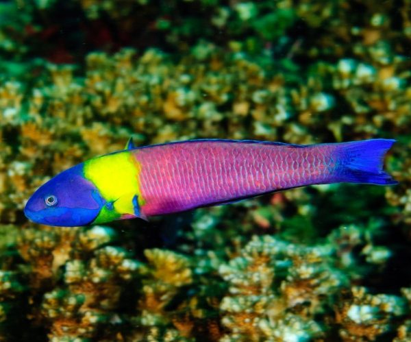 Wrasse - Cortez Rainbow