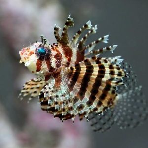 Lionfish - Fuzzy Dwarf