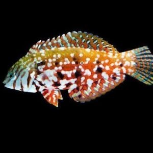 Wrasse - Jewel Leopard