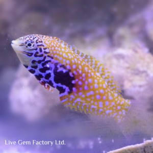 Wrasse - Splendid Leopard