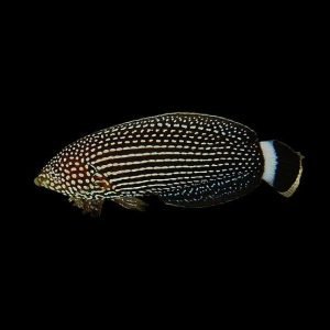Wrasse - Lined Tamarin