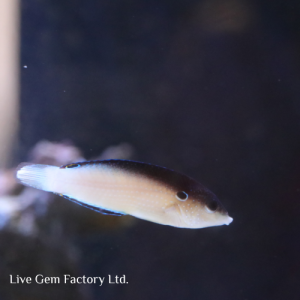 Wrasse - China