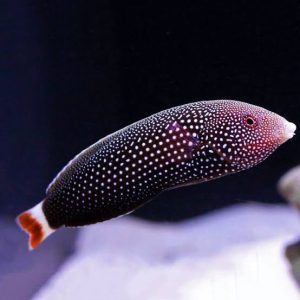 Wrasse - Redtail Tamarin
