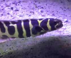 Goby - Engineer