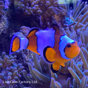 Clownfish - Gladiator