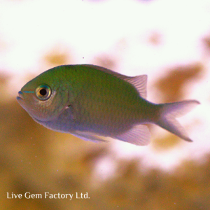 Chromis - Green
