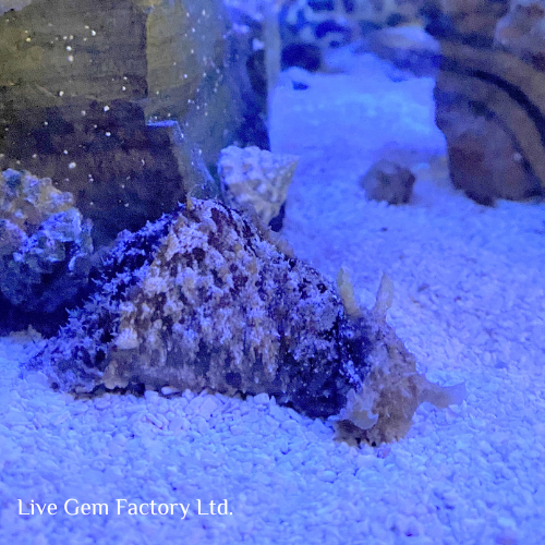 Sea Hare