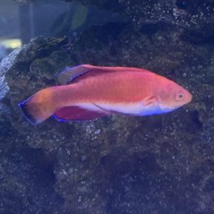 Wrasse - Blue Throat Fairy