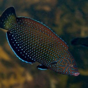 Wrasse - Diamond
