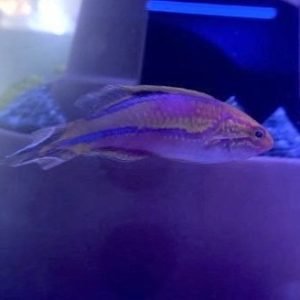 Wrasse - Splendid Pintail Fairy