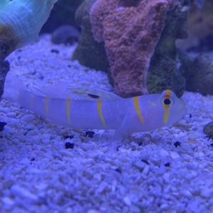 Goby - Randall
