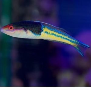 Wrasse - Royal Pencil