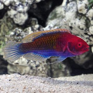 Wrasse - Ruby Head Fairy