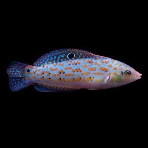Wrasse - Timor