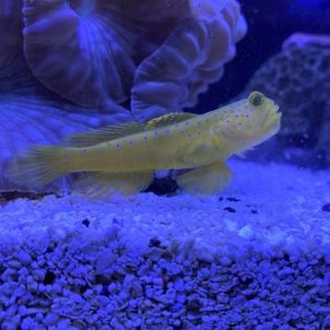 Goby - Yellow Watchman